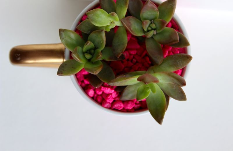 succulent-planter-mug-pink-aqua-rocks-gold-water color