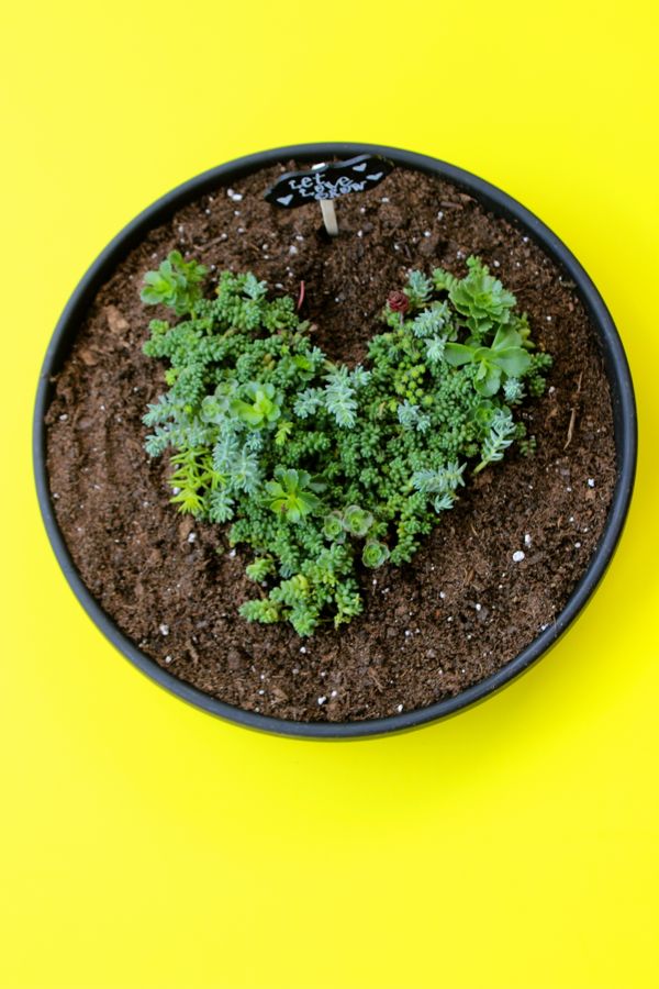 let-love-grow-plant-yellow